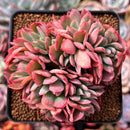 Echeveria 'Luella' Crested 3" Succulent Plant