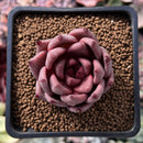 Echeveria Agavoides 'Romeo' 1" Succulent Plant