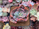 Echeveria 'Beyonce' Variegated 3" Succulent Plant