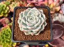 Echeveria 'Queen's Rose' 2" Succulent Plant