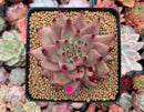 Echeveria Agavoides 'Sirus' 4" Succulent Plant