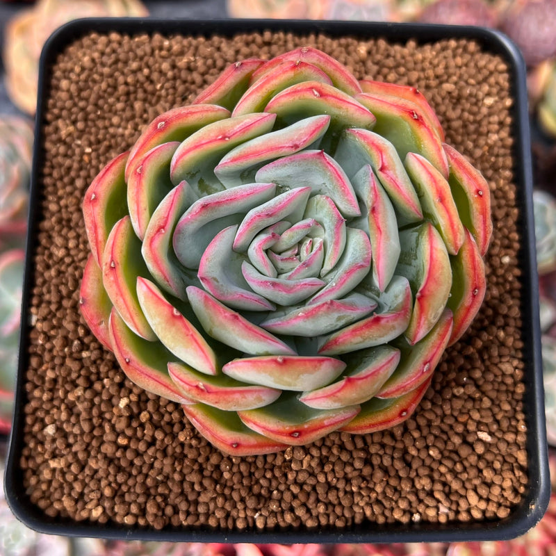 morning dew succulent Echeveria 'Morning Dew' 2"-3" Succulent Plant – True Succulents Plant Co