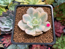 Echeveria Runyonii Variegated (Aka Echeveria 'Akaihosi' Variegated) 2" Succulent Plant