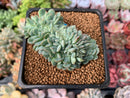 Echeveria 'Primera' Crested 1"-2" Succulent Plant