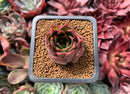 Echeveria 'Red Q' 1" Succulent Plant