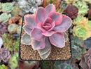 Echeveria 'Rainbow' Variegated 2"-3" Succulent Plant