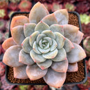 Echeveria 'La Bamba' 3" Succulent Plant