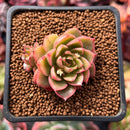 Echeveria 'Peach Wine' 1" Succulent Plant