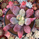 Echeveria 'Linguas' 4" Succulent Plant