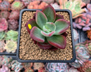 Echeveria 'Santorini' 2" New Hybrid Succulent Plant