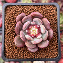 Echeveria 'Juliana Pink' 1"-2" New Hybrid Succulent Plant