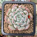Echeveria 'Viyant' 1" Succulent Plant