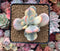 Cotyledon 'Orbiculata' Variegated 3" Cutting Succulent Plant
