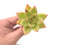 Echeveria Agavoides 'Ringo Star' 2"-3" Succulent Plant
