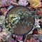 Corpuscalaria 'Lehmannii" Variegated Cluster 4" Succulent Plant