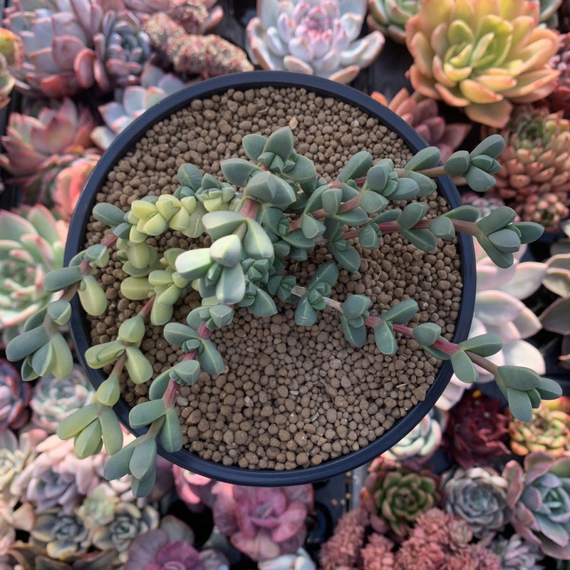 lehmannii succulent Corpuscalaria 'Lehmannii