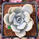 Echeveria 'Tiramisu' 1" Powdery Succulent Plant