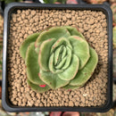 Echeveria Agavoides 'Raja' Variegated' 2" Succulent Plant