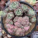 Echeveria 'Bradburiana' Crested 4"-5" Succulent Plant
