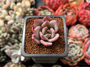 Echeveria 'White Champaign' 1" Succulent Plant