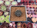 Sinocrassula Yunnanensis 1" Succulent Plant