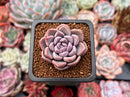 Echeveria 'Loris 1"-2" New Hybrid Succulent Plant