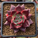 Echeveria Agavoides 'Concord' 1" Succulent Plant