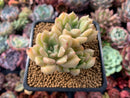 Echeveria Agavoides 'Arge' Cluster 2" Succulent Plant