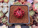 Echeveria Agavoides 'Callisto' 1" Succulent Plant
