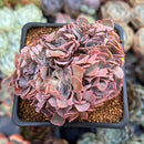 Echeveria 'Florence' Crested 2"-3" Succulent Plant