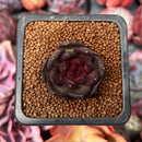 Echeveria 'Coco Jelly' 1" Succulent Plant