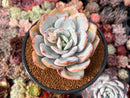 Echeveria 'Cream Tea' 4" Powdery Succulent Plant