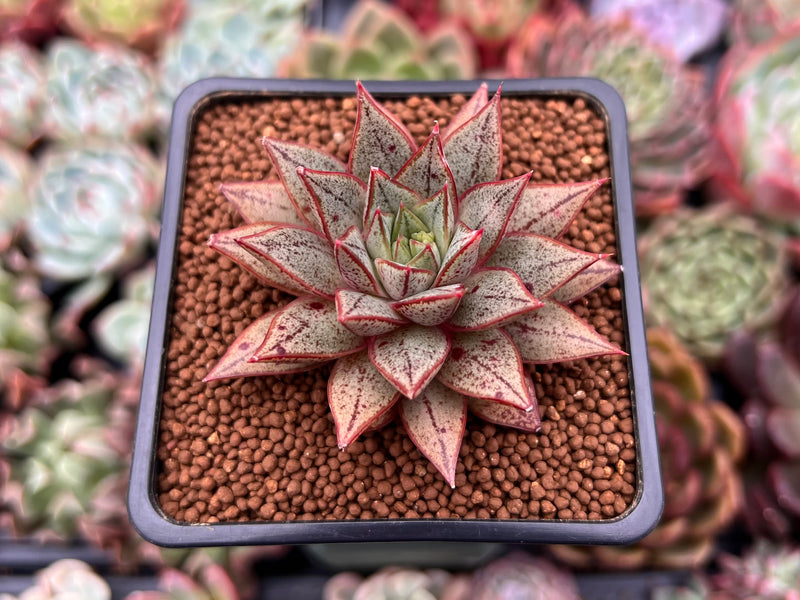 purpusorum succulent Echeveria 'Purpusorum' White Form 2" Succulent Plant – True Succulents  Plant Co