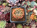 Echeveria 'Red Mill' 2" Seed-grown New Hybrid Succulent Plant