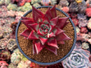Echeveria Agavoides 'Akadora' 4" Succulent Plant