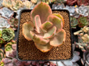 Echeveria 'Golden State' Variegated 3" Succulent Plant