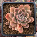 Echeveria 'Moralbi' 1"-2" Cluster Succulent Plant