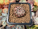 Echeveria 'Pink Zaragoza' 1" Small Succulent Plant