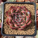 Echeveria Agavoides 'Fire Pillar' 2"-3" Succulent Plant