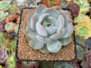 Echeveria 'Lehman' 3" Powdery Succulent Plant