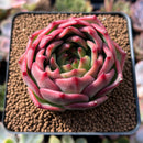 Echeveria Agavoides 'Flora' 2" Succulent Plant