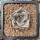 Echeveria Agavoides 'Beauty Lily' 1" Succulent Plant