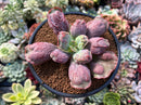 Echeveria 'Linguas' 3" Succulent Plant
