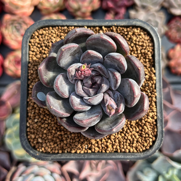 Echeveria 'Purple Stone' 2" Succulent Plant