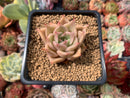 Echeveria Agavoides 'Lily One' 2" Succulent Plant