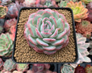 Echeveria 'Strawberry Ice' 3" Succulent Plant