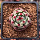 Echeveria Agavoides 'Blue Dragon' 1" Small Succulent Plant
