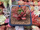 Pachyphytum Compactum 'Pink Glaucum' 1"-2" Succulent Plant
