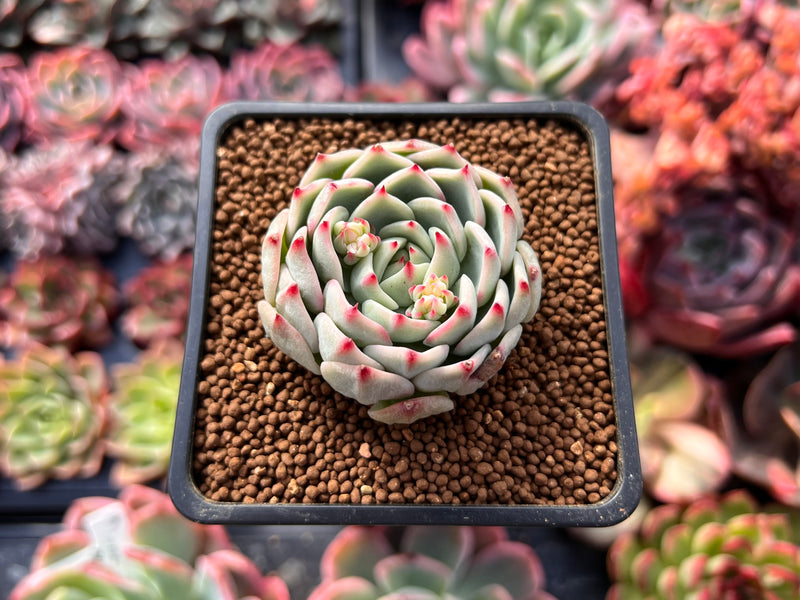 blue dolphin succulent Echeveria 'Blue Dolphin' 1