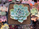 Echeveria 'Chihuahuaensis' 2"-3" Succulent Plant